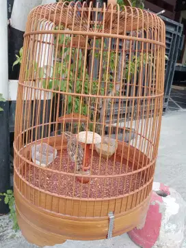 Bimaculated Lark / Branjangan