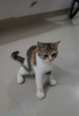 Kucing scottish straight mix