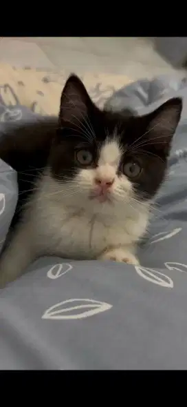 Kucing scottish straight hitam putih