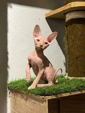 kitten Sphynx Jantan pink solid