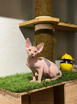 Kitten Sphynx Betina calico ( minus )
