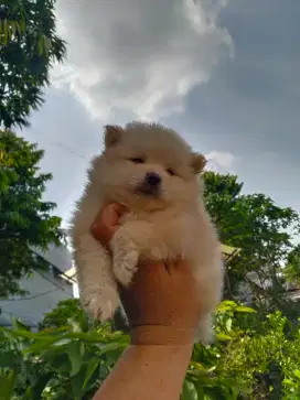 Anak anjing minipom istimewa