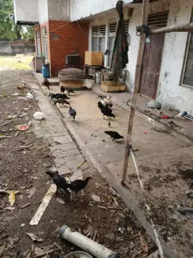 Ayam Bangkok borongan
