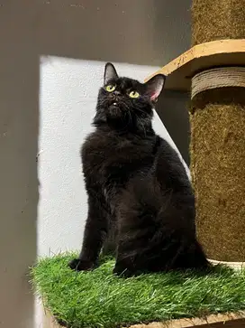 kucing mix dom betina steril