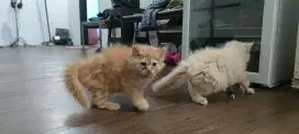 Kucing anggora umur 2 bulan