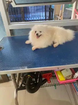Indukan super mini pom