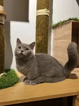 bsh munchkin british jantan ( minus )