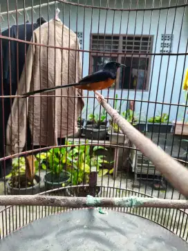 Murai Batu Medan Eks Juara 2X