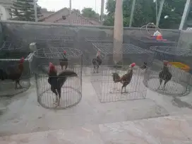 Ayam Bangkok adu petarung