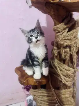 Kitten Mainecoon Maine Coon Parent PED PEDIGREE CFA