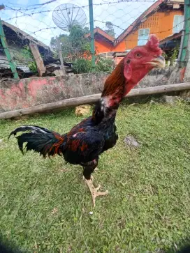 Jual ayam jantan