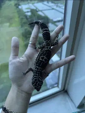 Leopard Gecko Ara Gecko
