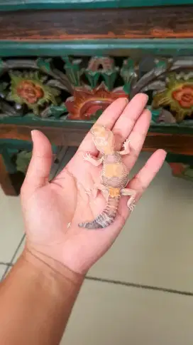 Leopard Gecko Ara Gecko