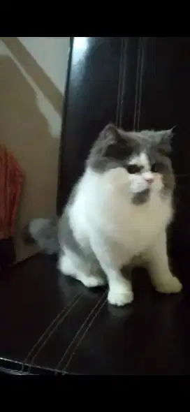 Kucing persia mix ragdoll