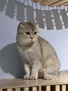 indukan proven scottish fold golden ny25