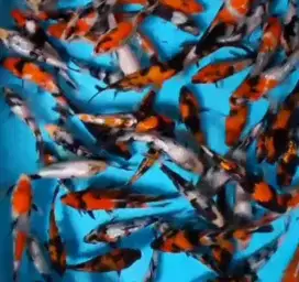 Ikan koi size 15 sampai 18cm
