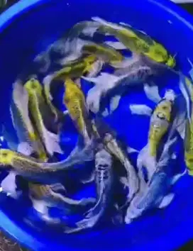 Ikan koi size 25cm