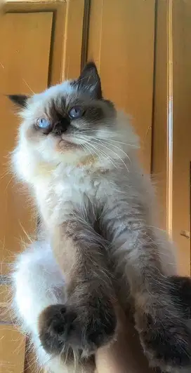 Himalaya flatnose longhair betina 1 tahun