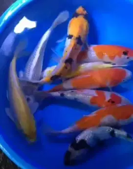 Ikan koi size 25cm sampai 30cm