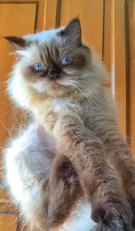 Himalaya longhair betina 1 tahun