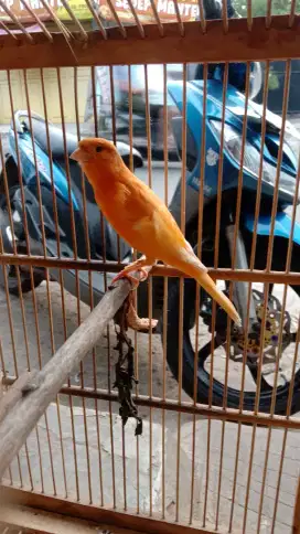 Kenari lokalan oren