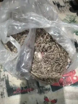 Kesehatan, pengobatan