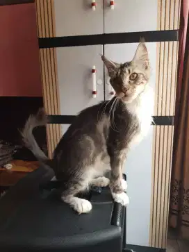 Kucing Mainecoon B Proven 1 x