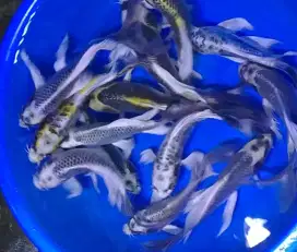 Ikan koi size 25cm