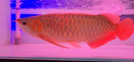 Arwana super red jumbo
