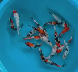 Ikan koi size 15cm