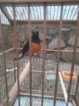 Burung murai dan gacorrrr