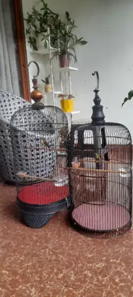 Burung Pijantung Pisang