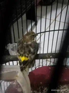 Blacktrhoot betina minus