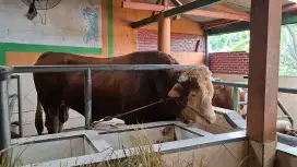 Sapi Qurban Besar sehat