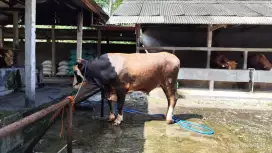 Free pengiriman hewan Qurban sapi kandang Pakem dan Salam