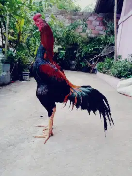 Ayam aseel panus shamotrad 2x win Taji hitam suro watu jos siap arena