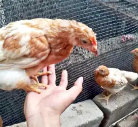 Ayam petelur +- 2 bln