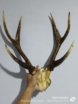 Tanduk RSA Tua Palang 6