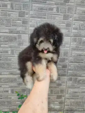 Toy Poodle Silver