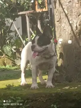 Anakan franch bulldog 5 blan jantan betina redy