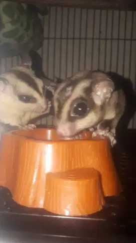 Sugar glider sepasang+kandang dan tempat minum mkn