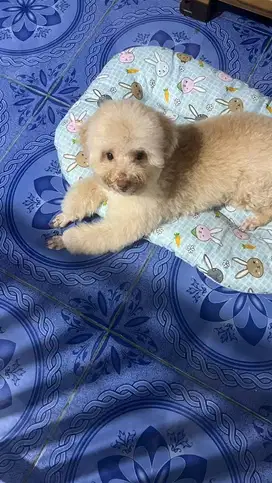Poodle, female, 2y