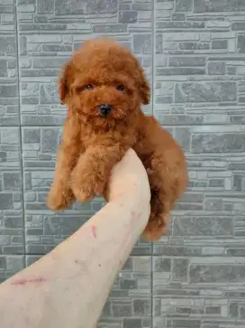 Red Toy Poodle puppies