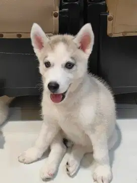 Puppies Siberian Husky