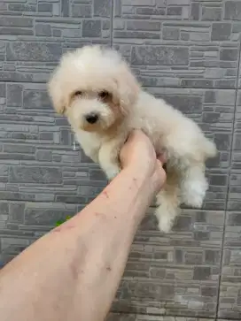 Puppy Toy Poodle