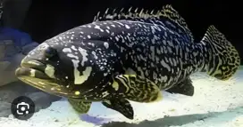 Ikan karpu cantang