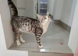 Kucing persia mix