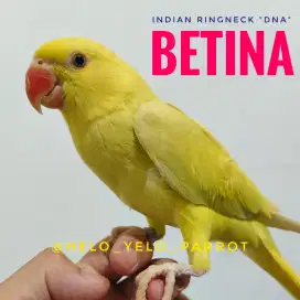 Indian Ringneck /IRN DNA Sexing BETINA