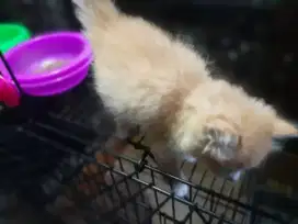 Bu jual kitten persia betina