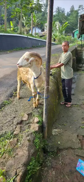 Domba kurban mantap murah